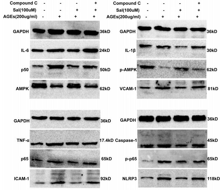 IL6 Antibody - Fig.