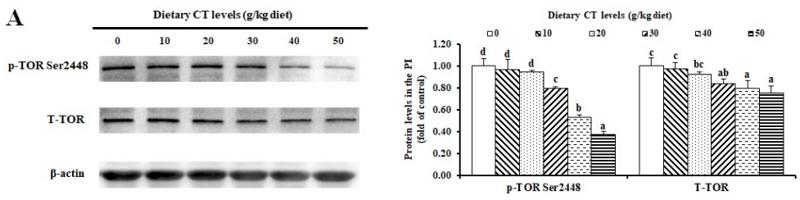 mTOR Antibody - Fig.