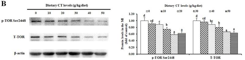 beta Actin Antibody - Fig.