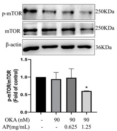 Phospho-mTOR (Ser2448) Antibody - Fig.