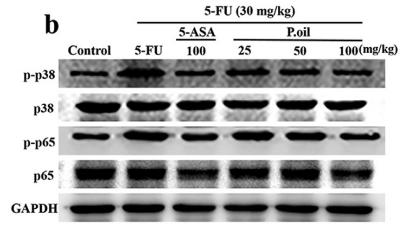 NF-kB p65 Antibody - Fig.