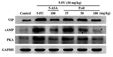 GAPDH Antibody - Fig.