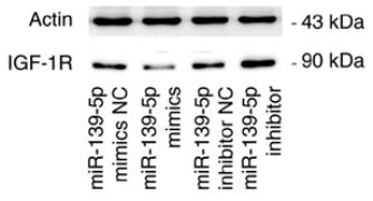 beta Actin Antibody - Figure 1.
