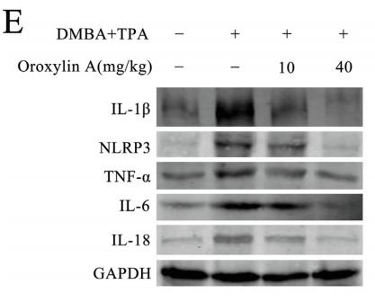 IL18 Antibody - Fig.