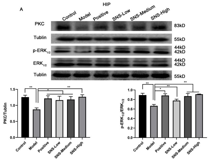 ERK1/2 Antibody - Fig.