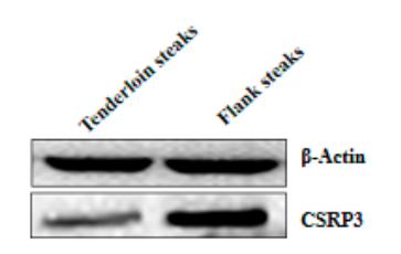 beta Actin Antibody - Figure 3.