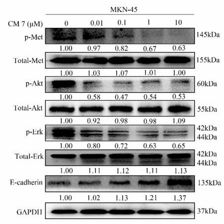 Phospho-AKT1/2/3 (Ser473) Antibody - Figure 8.