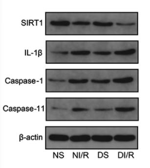 SirT1 Antibody - Figure 4.