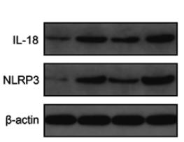 IL18 Antibody - Figure 4.