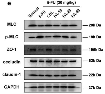 GAPDH Antibody - Fig.