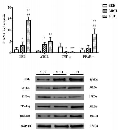 GAPDH Antibody - Fig.