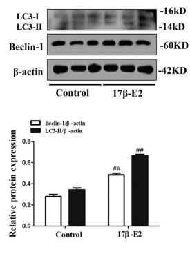 Beclin 1 Antibody - Fig.