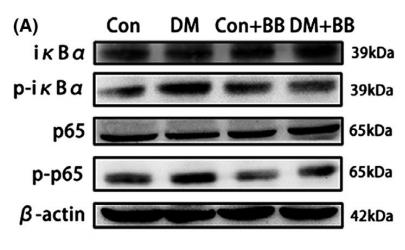 NF-kB p65 Antibody - FIGURE 5|BB abrogates the activation of NFκB pathway in the testis of DM rats.