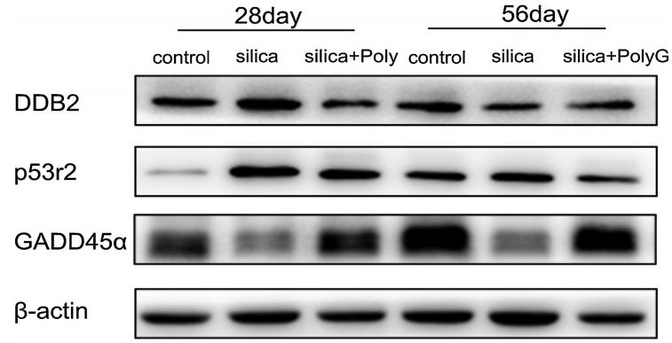 beta Actin Antibody - Fig.