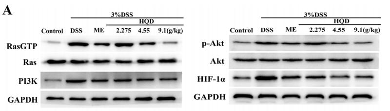 HIF1A Antibody - FIGURE 6 | Effects of Huangqin decoction (HQD) on colonic expression levels of Ras-phosphoinositide-3-kinase (PI3K)-Akt-hypoxia inducible factor 1 alpha (HIF-1a) pathway proteins assessed by Western blot in dextran sulfate sodium (DSS)-induced colitis mice (A).