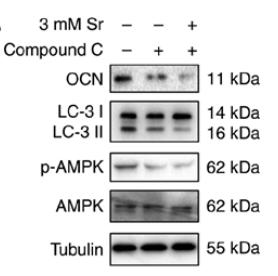 Osteocalcin Antibody - Figure 6.