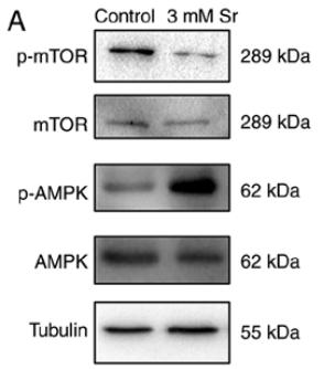 mTOR Antibody - Figure 5.