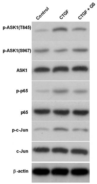 NF-kB p65 Antibody - Fig.