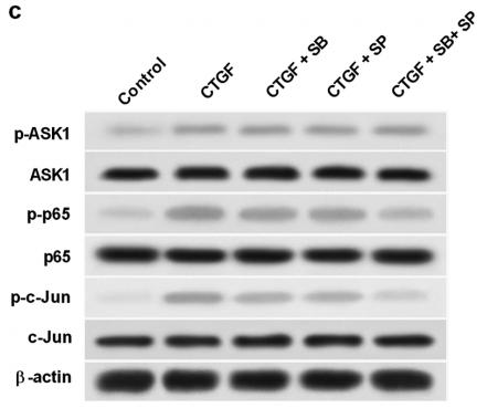 beta Actin Antibody - Fig.