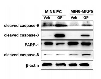 Cleaved-Caspase 9 (Asp353) Antibody - Fig.