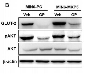 Phospho-AKT1/2/3 (Ser473) Antibody - Fig.