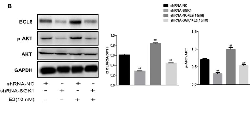 Phospho-AKT1/2/3 (Ser473) Antibody - Fig.