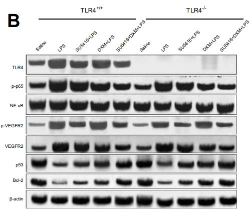 Bcl-2 Antibody - Figure 3 |TLR4/NF-κB signaling was involved in the progression of LPS-stimulated ALI.