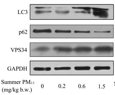 LC3A/B Antibody - Fig.