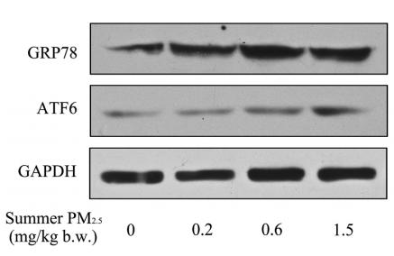GAPDH Antibody - Fig.