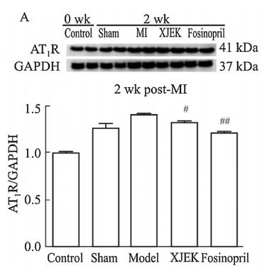 GAPDH Antibody - Fig.
