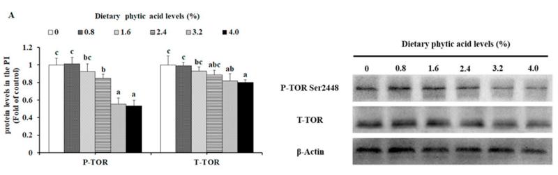 mTOR Antibody - Fig.