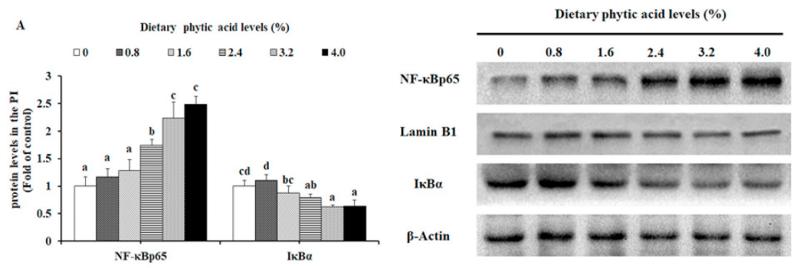 beta Actin Antibody - Fig.
