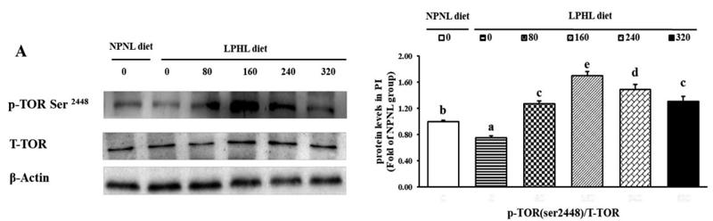 mTOR Antibody - Fig.