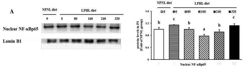 NF-kB p65 Antibody - Fig.
