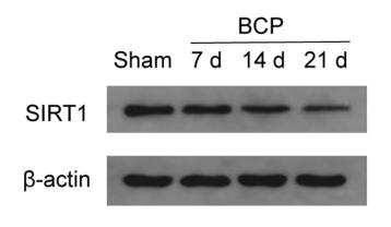 SirT1 Antibody - Fig.