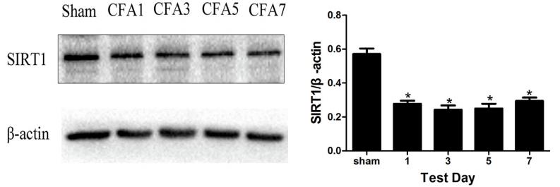 SirT1 Antibody - Fig.