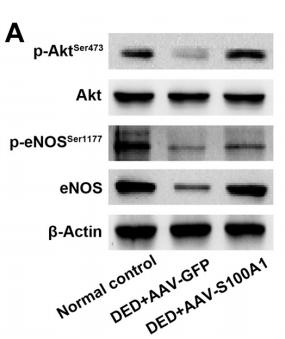 Phospho-AKT1/2/3 (Ser473) Antibody - Figure 5.