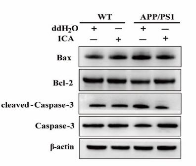 Bcl-2 Antibody - Fig.