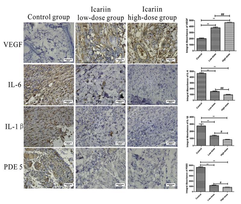 IL1 beta Antibody - Fig.