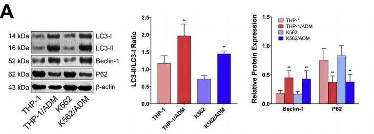 LC3B Antibody - Fig.