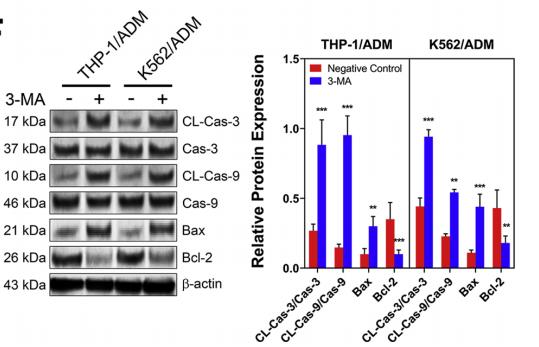 Caspase 9 Antibody - Fig.