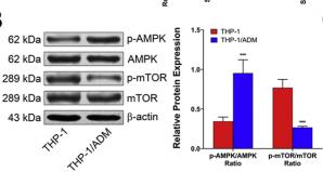 mTOR Antibody - Fig.