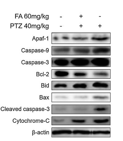 Bcl-2 Antibody - Fig.