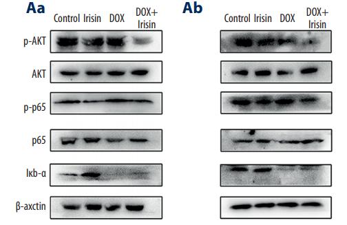Phospho-AKT1/2/3 (Ser473) Antibody - Figure 5.