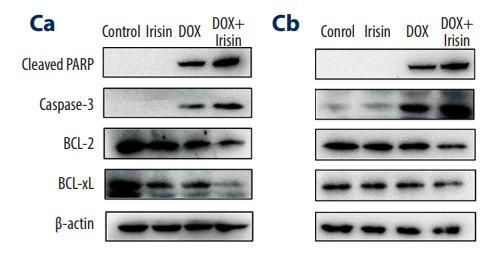 Bcl-2 Antibody - Figure 3.