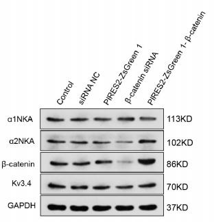 GAPDH Antibody - FIGURE 3 | Protein expression of α2NKA, α1NKA, and Kv3.