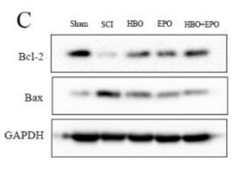 Bcl-2 Antibody - Figure 3 |Hyperbaric oxygen (HBO) and erythropoietin (EPO) enhance the expression of antiapoptosis protein Bcl-2 (B-cell lymphoma/leukemia 2 protein) and inhibit the expression of proapoptosis protein Bax (Bcl-2–associated X protein).