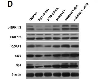 ERK1/2 Antibody - Fig.
