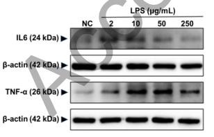 IL6 Antibody - Fig.