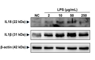 IL1 beta Antibody - Fig.